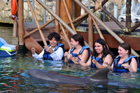 Swimming with Dolphins